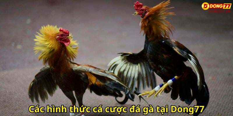 Các hình thức cá cược đá gà tại Dong77