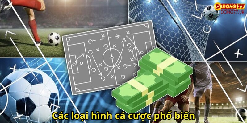 Thể Thao Dong77 – Trải Nghiệm Cá Cược Thể Thao Đỉnh Cao 2 Các loại hình cá cược phổ biến