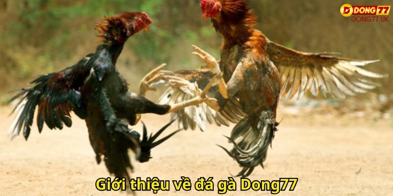 Giới thiệu về đá gà Dong77