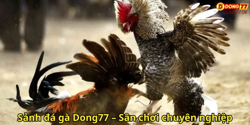 Sảnh đá gà Dong77 – Sân chơi chuyên nghiệp
